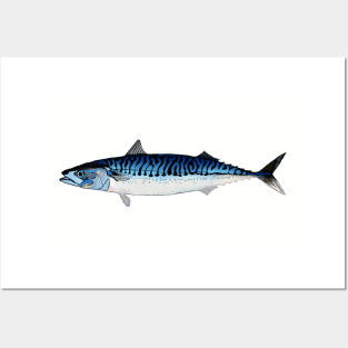 Royal Blue Mackerel Posters and Art